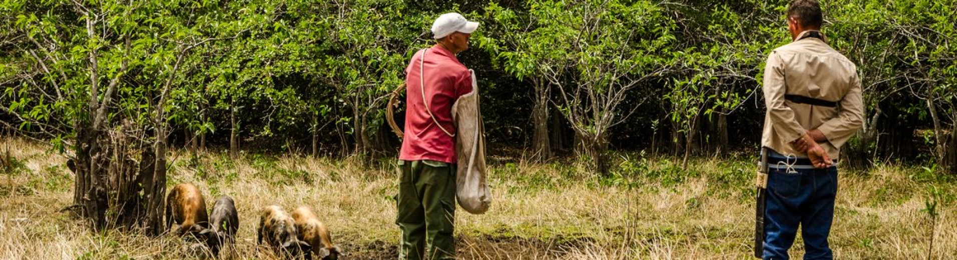 Les Cochons de Cienaga de Zapata