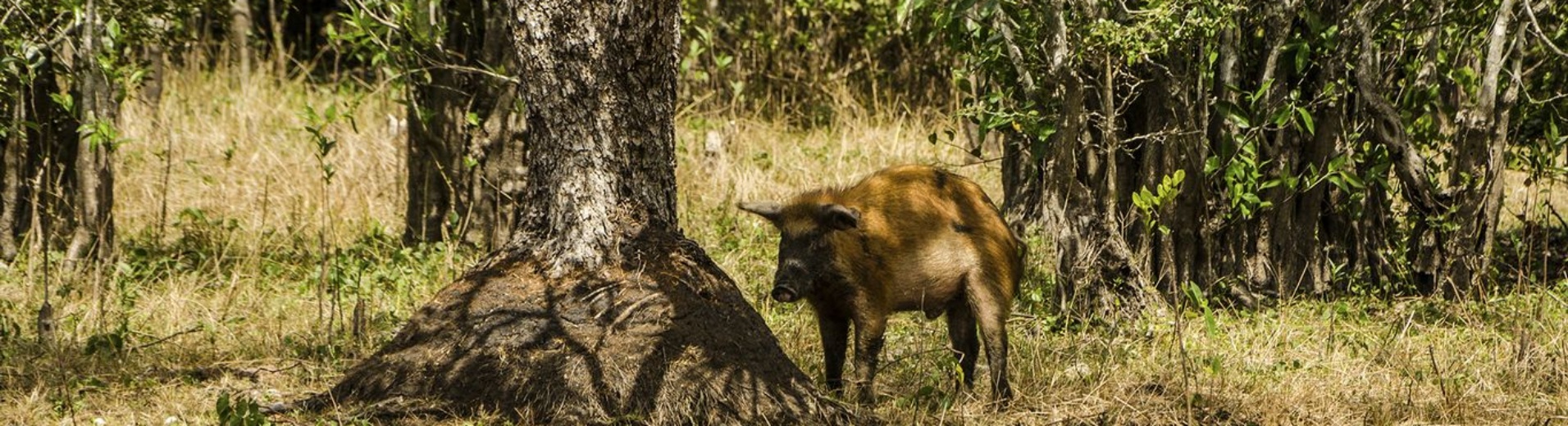 Les Cochons de Cienaga de Zapata