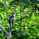 oiseau-trogon-cuba