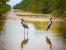 Cienaga de Zapata